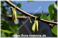 Annona reticulata